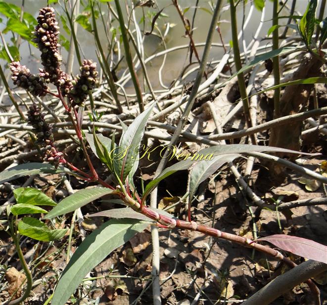  Plant